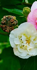 芙蓉花图片，盛开在树枝上的芙蓉花开高清图片集