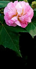 芙蓉花图片，盛开在树枝上的芙蓉花开高清图片集