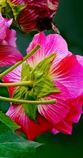 芙蓉花图片，盛开在树枝上的芙蓉花开高清图片集