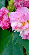 芙蓉花图片，盛开在树枝上的芙蓉花开高清图片集