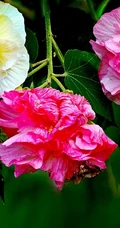 芙蓉花图片，盛开在树枝上的芙蓉花开高清图片集