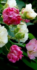 芙蓉花图片，盛开在树枝上的芙蓉花开高清图片集