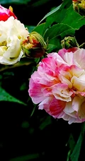 芙蓉花图片，盛开在树枝上的芙蓉花开高清图片集