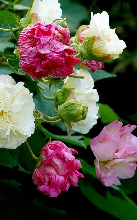 芙蓉花图片，盛开在树枝上的芙蓉花开高清图片集