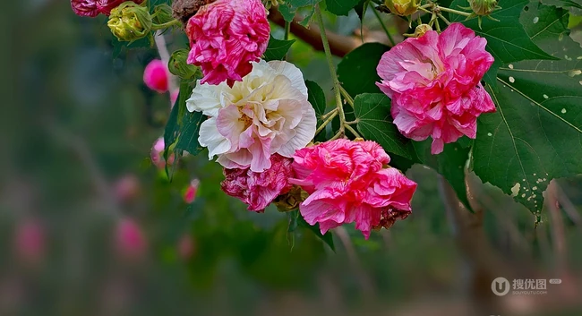 芙蓉花图片，盛开在树枝上的芙蓉花开高清图片集