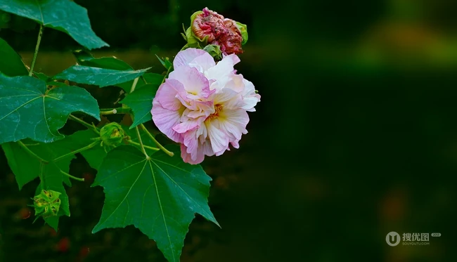 芙蓉花图片，盛开在树枝上的芙蓉花开高清图片集