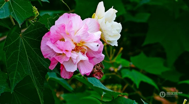 芙蓉花图片，盛开在树枝上的芙蓉花开高清图片集