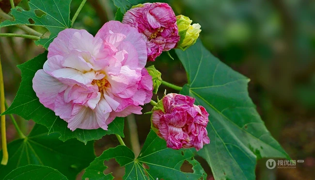 芙蓉花图片，盛开在树枝上的芙蓉花开高清图片集