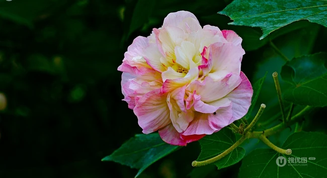 芙蓉花图片，盛开在树枝上的芙蓉花开高清图片集