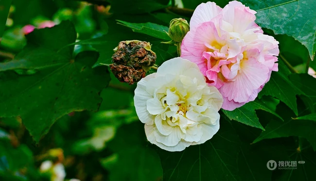 芙蓉花图片，盛开在树枝上的芙蓉花开高清图片集