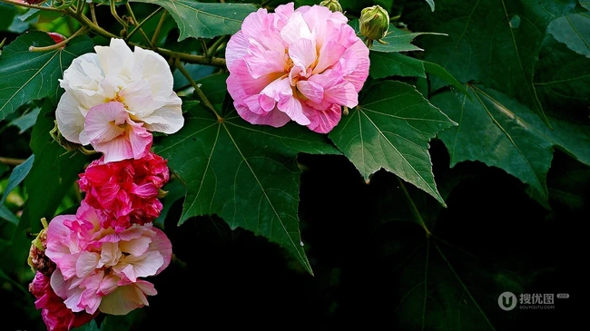 芙蓉花图片，盛开在树枝上的芙蓉花开高清图片集