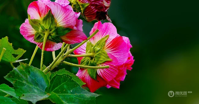 芙蓉花图片，盛开在树枝上的芙蓉花开高清图片集