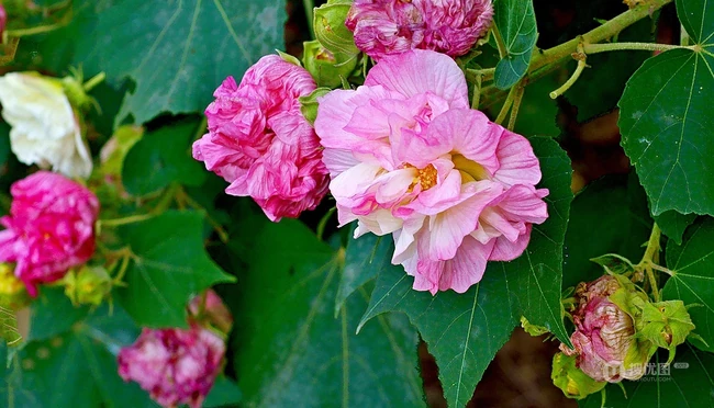 芙蓉花图片，盛开在树枝上的芙蓉花开高清图片集