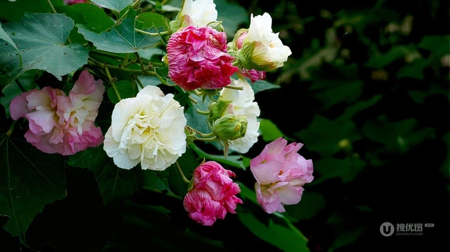 芙蓉花图片，盛开在树枝上的芙蓉花开高清图片集