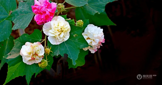 芙蓉花图片，盛开在树枝上的芙蓉花开高清图片集