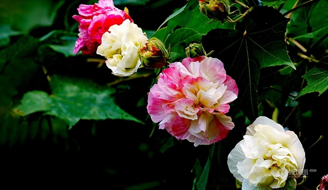 芙蓉花图片，盛开在树枝上的芙蓉花开高清图片集