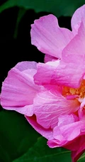 芙蓉花图片，盛开在树枝上的芙蓉花开高清图片集