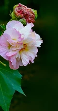 芙蓉花图片，盛开在树枝上的芙蓉花开高清图片集