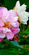 芙蓉花图片，盛开在树枝上的芙蓉花开高清图片集