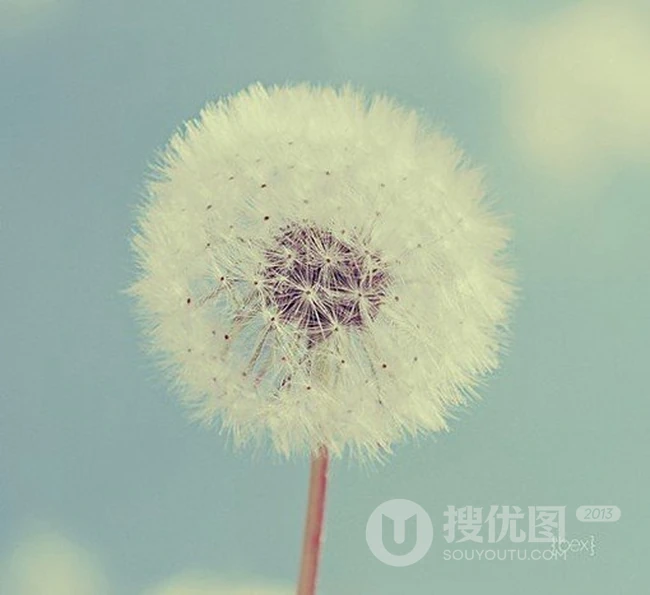 不同环境里的蒲公英植物唯美意境图片 第7张