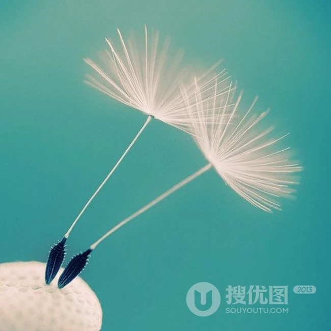 不同环境里的蒲公英植物唯美意境图片 第5张