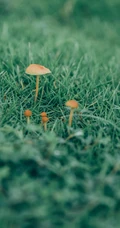 草地上的野生菌类小菇纯绿色风景手机壁纸图片