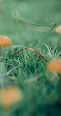 草地上的野生菌类小菇纯绿色风景手机壁纸图片
