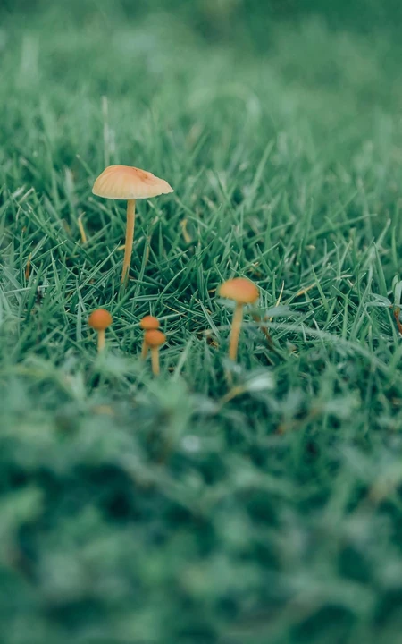 草地上的野生菌类小菇纯绿色风景手机壁纸图片