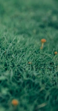草地上的野生菌类小菇纯绿色风景手机壁纸图片