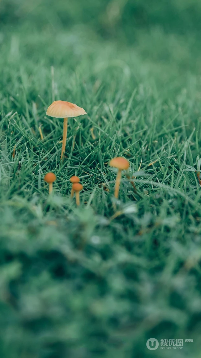 草地上的野生菌类小菇纯绿色风景手机壁纸图片