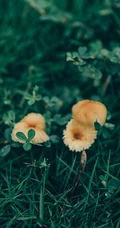 草地上的野生菌类小菇纯绿色风景手机壁纸图片