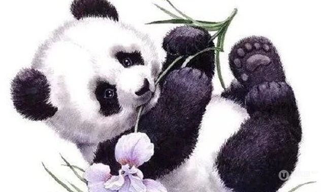 熊猫纹身图案，超级可爱萌的国宝熊猫纹身图案和手稿 第7张