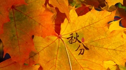 又是一年秋分时，唯美枫叶背景为主的秋分主题桌面壁纸