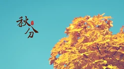 又是一年秋分时，唯美枫叶背景为主的秋分主题桌面壁纸
