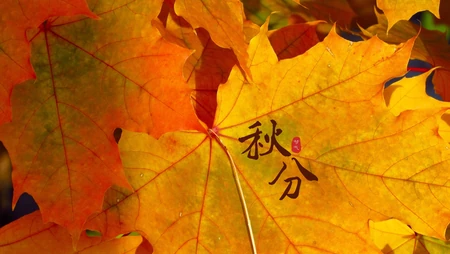 又是一年秋分时，唯美枫叶背景为主的秋分主题桌面壁纸