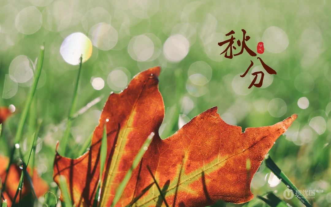 又是一年秋分时，唯美枫叶背景为主的秋分主题桌面壁纸