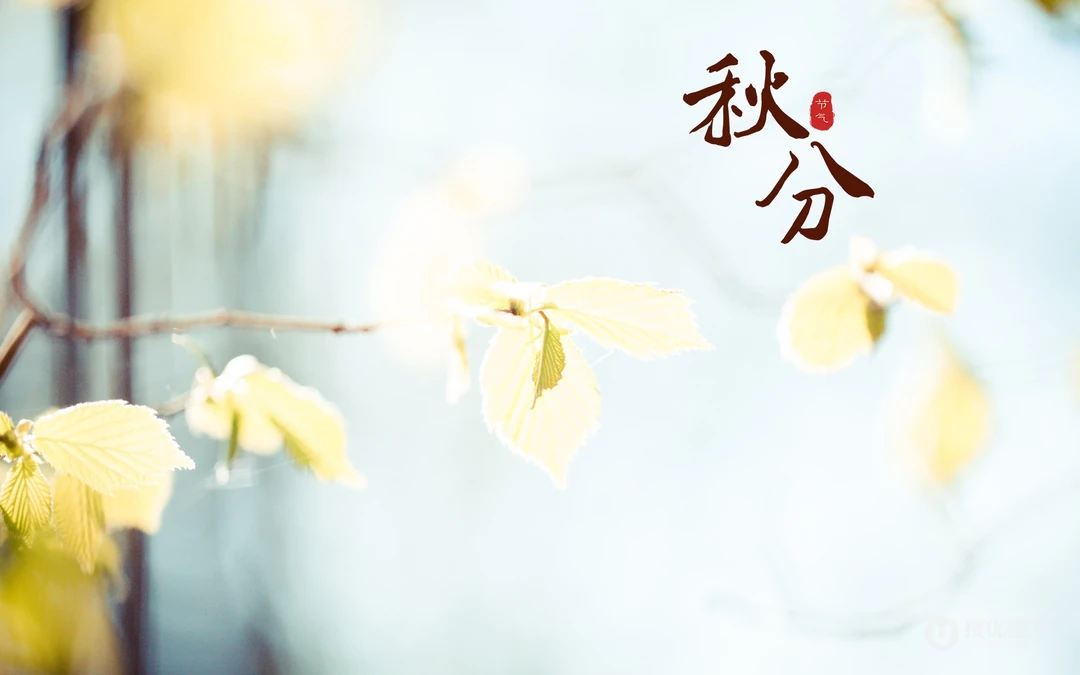 又是一年秋分时，唯美枫叶背景为主的秋分主题桌面壁纸