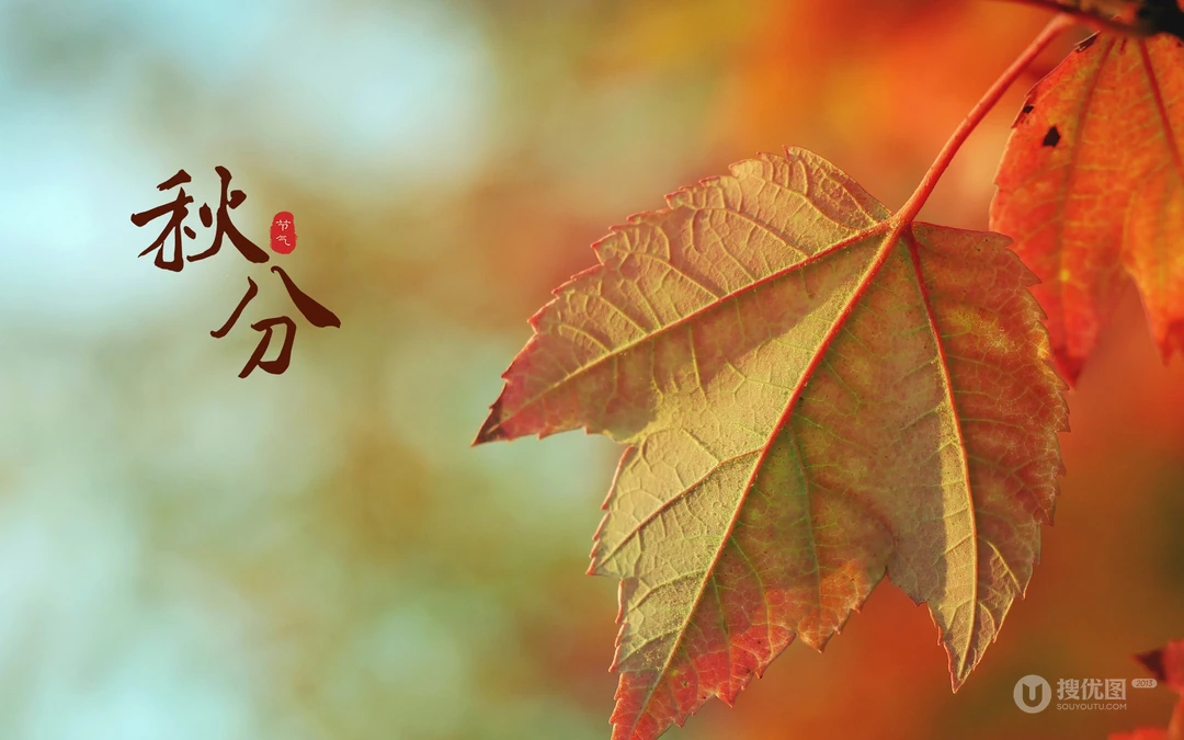 又是一年秋分时，唯美枫叶背景为主的秋分主题桌面壁纸