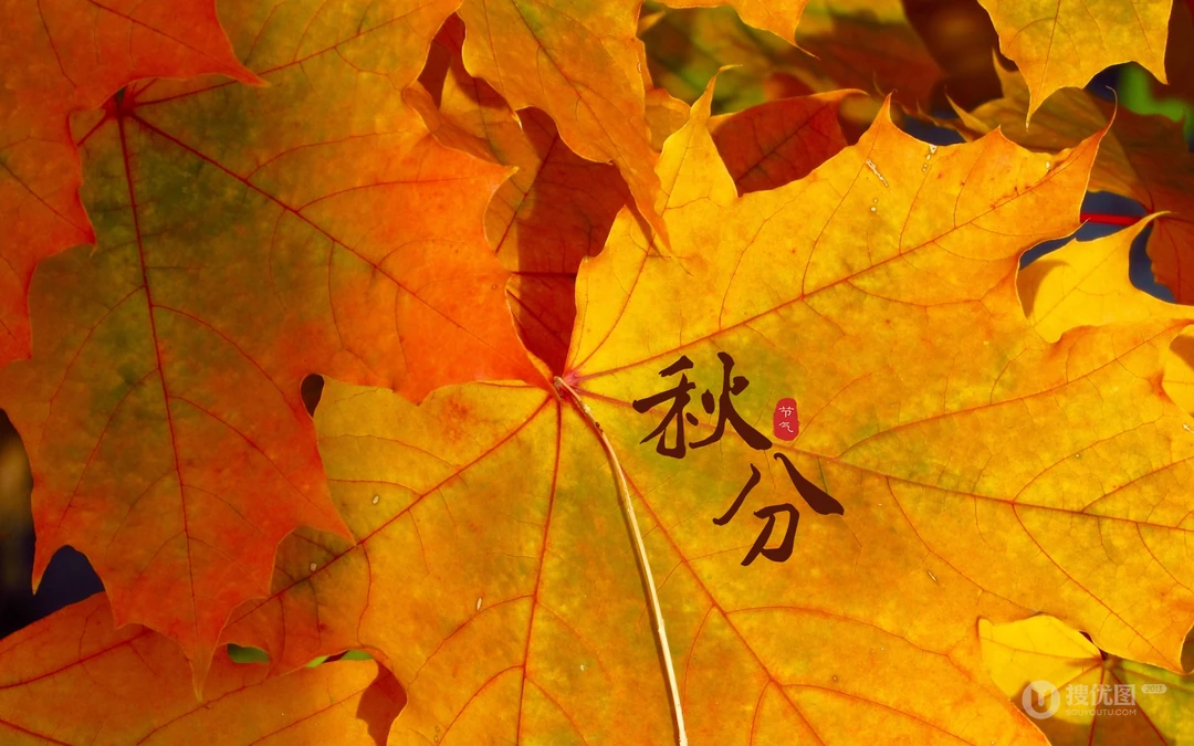 又是一年秋分时，唯美枫叶背景为主的秋分主题桌面壁纸
