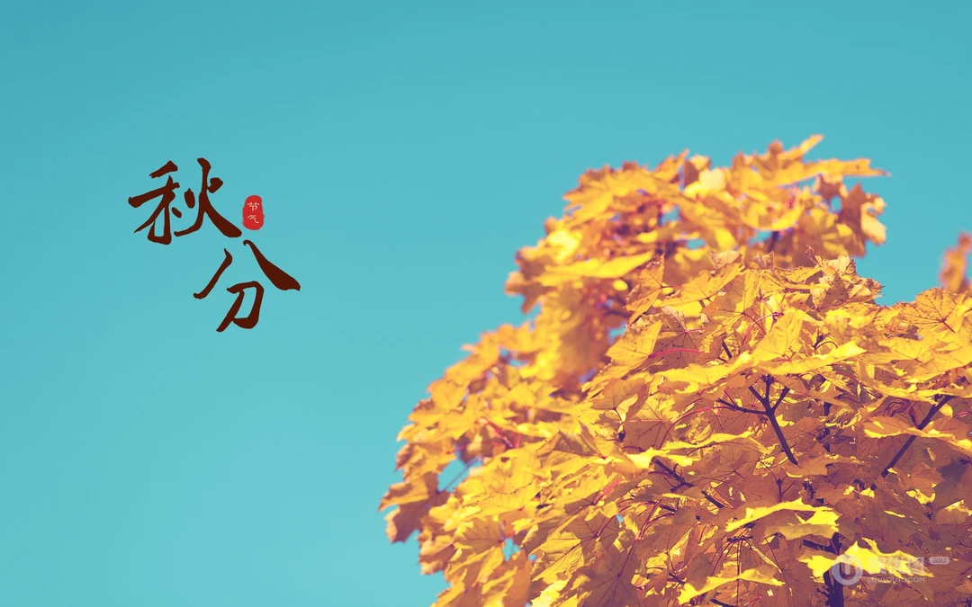 又是一年秋分时，唯美枫叶背景为主的秋分主题桌面壁纸