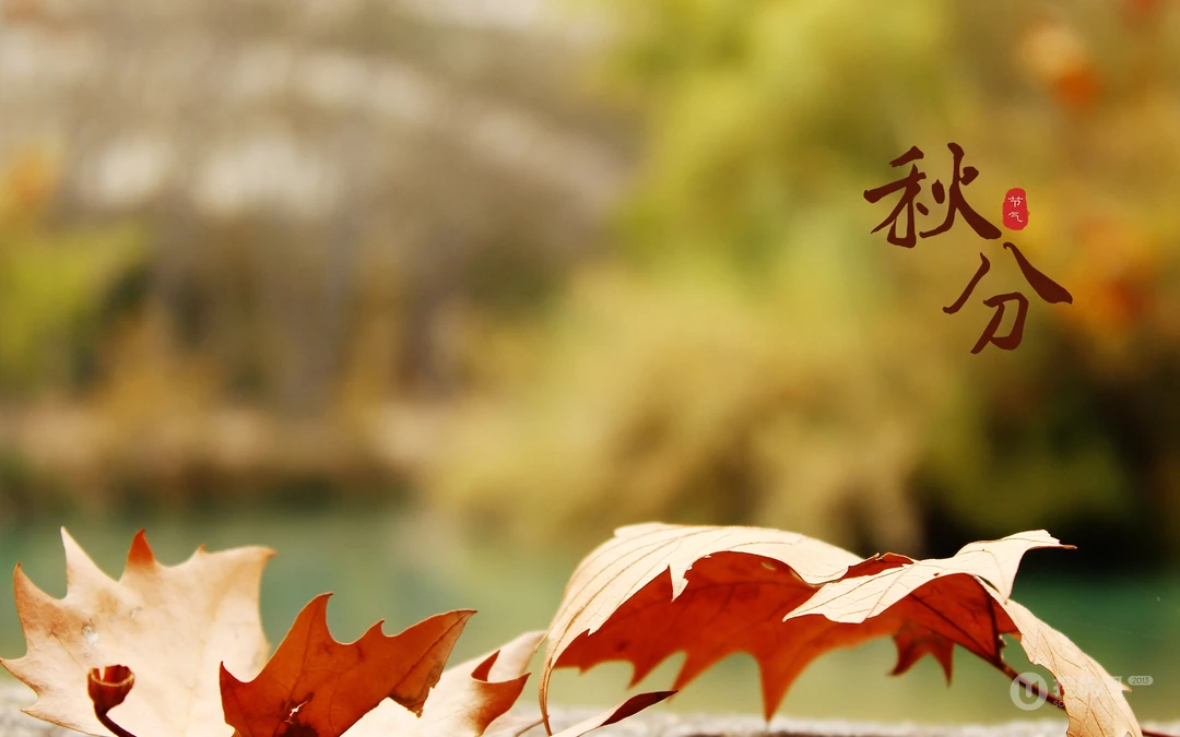又是一年秋分时，唯美枫叶背景为主的秋分主题桌面壁纸