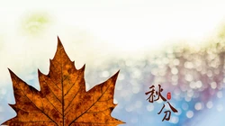 又是一年秋分时，唯美枫叶背景为主的秋分主题桌面壁纸