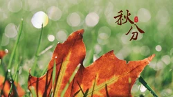 又是一年秋分时，唯美枫叶背景为主的秋分主题桌面壁纸