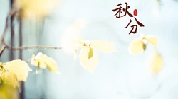 又是一年秋分时，唯美枫叶背景为主的秋分主题桌面壁纸
