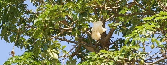 猴面包树图片，猴面包树果实和花的图片