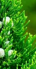龙柏图片，如盘龙姿态的观赏性绿化植物龙柏图片