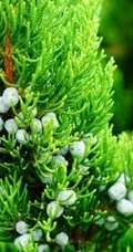 龙柏图片，如盘龙姿态的观赏性绿化植物龙柏图片
