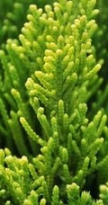 龙柏图片，如盘龙姿态的观赏性绿化植物龙柏图片