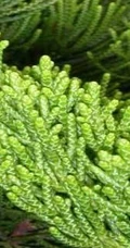 龙柏图片，如盘龙姿态的观赏性绿化植物龙柏图片