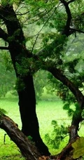 龙柏图片，如盘龙姿态的观赏性绿化植物龙柏图片